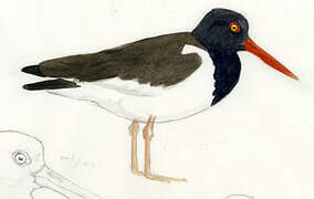 American Oystercatcher