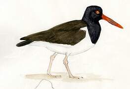 American Oystercatcher