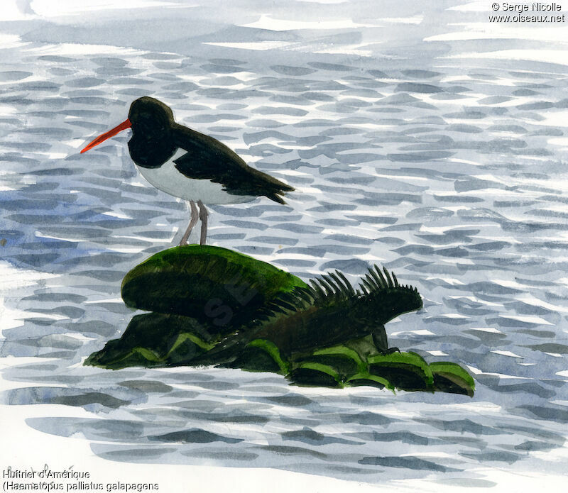 American Oystercatcher, identification