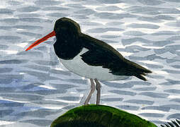 American Oystercatcher