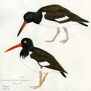 American Oystercatcher