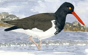 American Oystercatcher