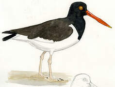 American Oystercatcher