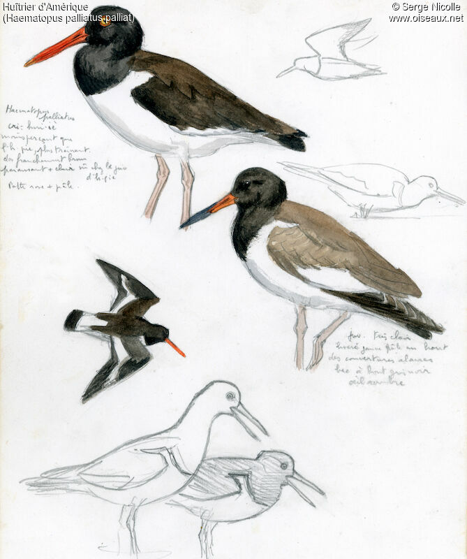 American Oystercatcher, identification