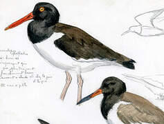 American Oystercatcher