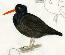 Black Oystercatcher