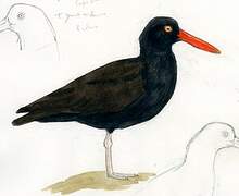 Blackish Oystercatcher