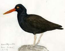 Blackish Oystercatcher