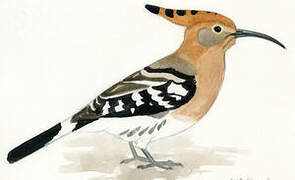 Eurasian Hoopoe