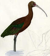 White-faced Ibis