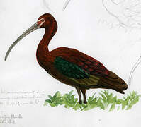 White-faced Ibis