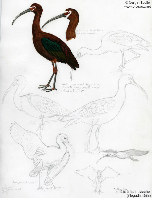 White-faced Ibis, identification