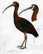 White-faced Ibis