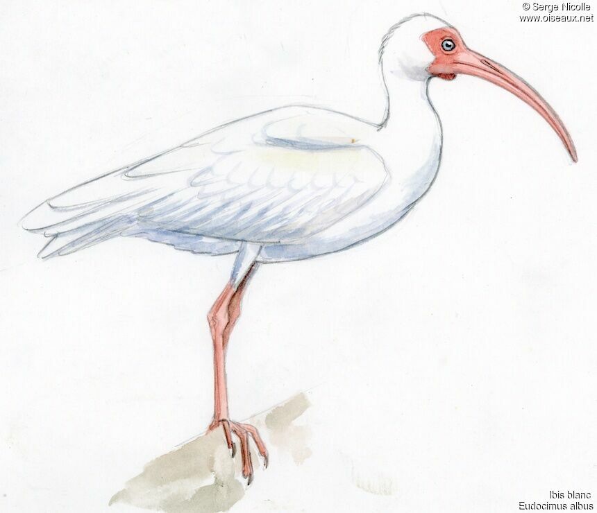 American White Ibis, identification