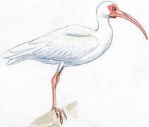 American White Ibis