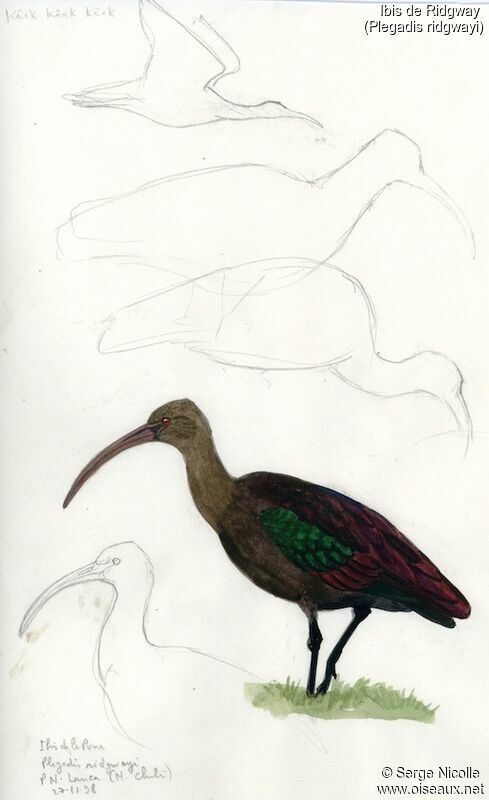 Puna Ibis, identification