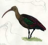 Puna Ibis