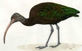 Puna Ibis