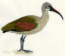 Hadada Ibis