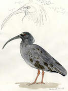 Plumbeous Ibis