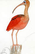 Scarlet Ibis