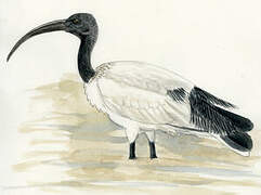 African Sacred Ibis