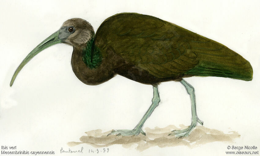 Green Ibis, identification