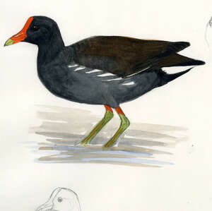 Gallinule poule-d'eau