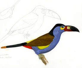 Toucan montagnard