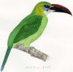 Toucanet à bec sillonné