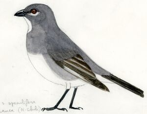 Idiopsar leucoptère