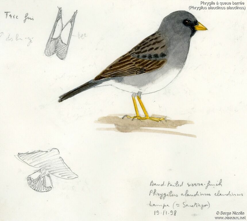 Band-tailed Sierra Finch identification