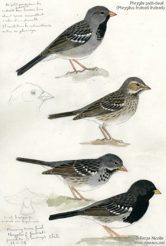 Mourning Sierra Finch identification