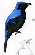 Asian Fairy-bluebird