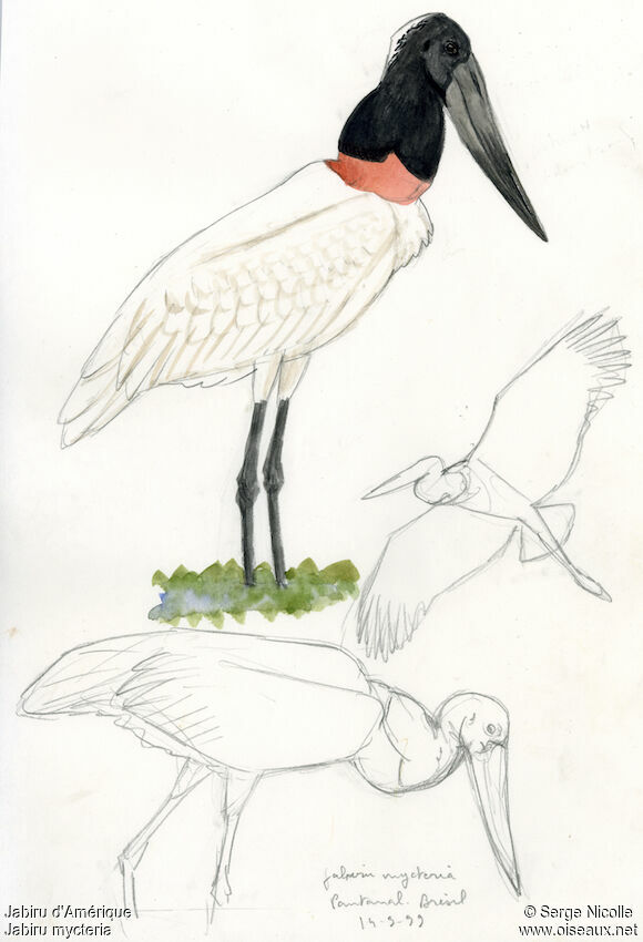 Jabiru d'Amérique, identification