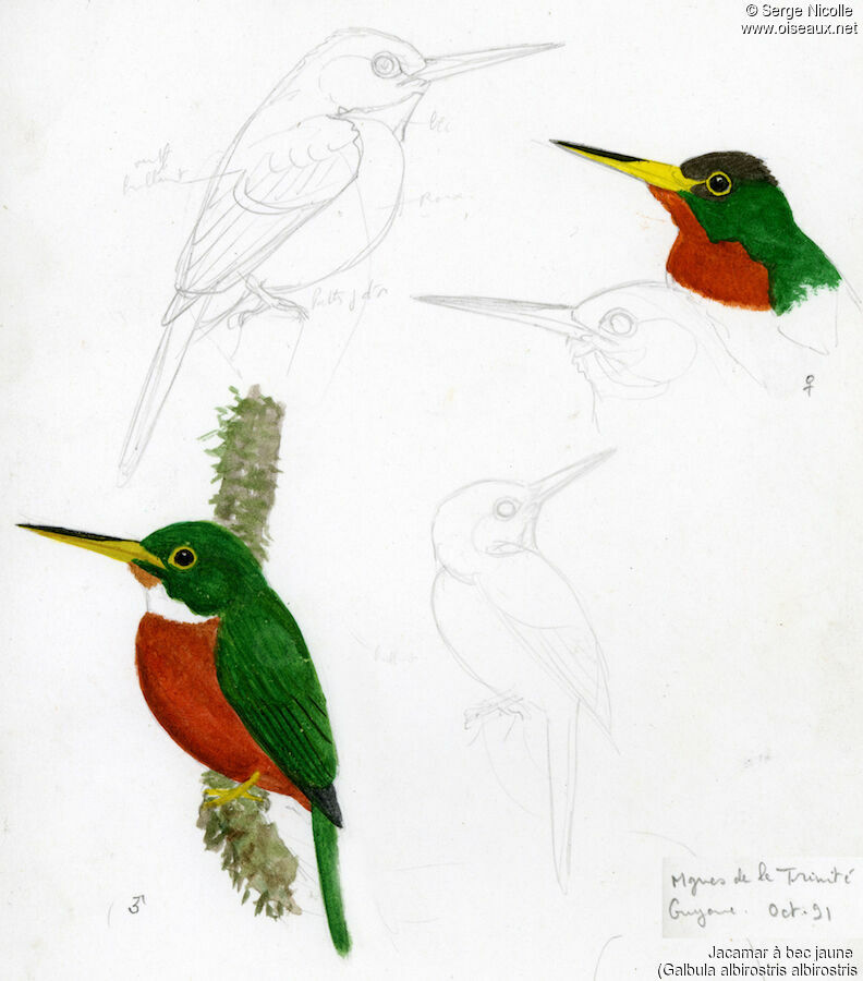 Yellow-billed Jacamar , identification