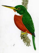 Yellow-billed Jacamar