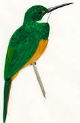 Rufous-tailed Jacamar