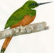 Rufous-tailed Jacamar