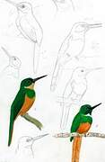 Rufous-tailed Jacamar