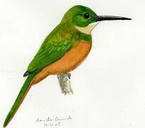 Rufous-tailed Jacamar