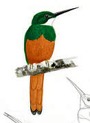 Rufous-tailed Jacamar