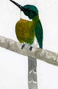 Bronzy Jacamar