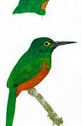 Coppery-chested Jacamar