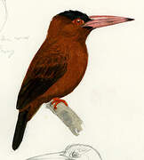 Purus Jacamar