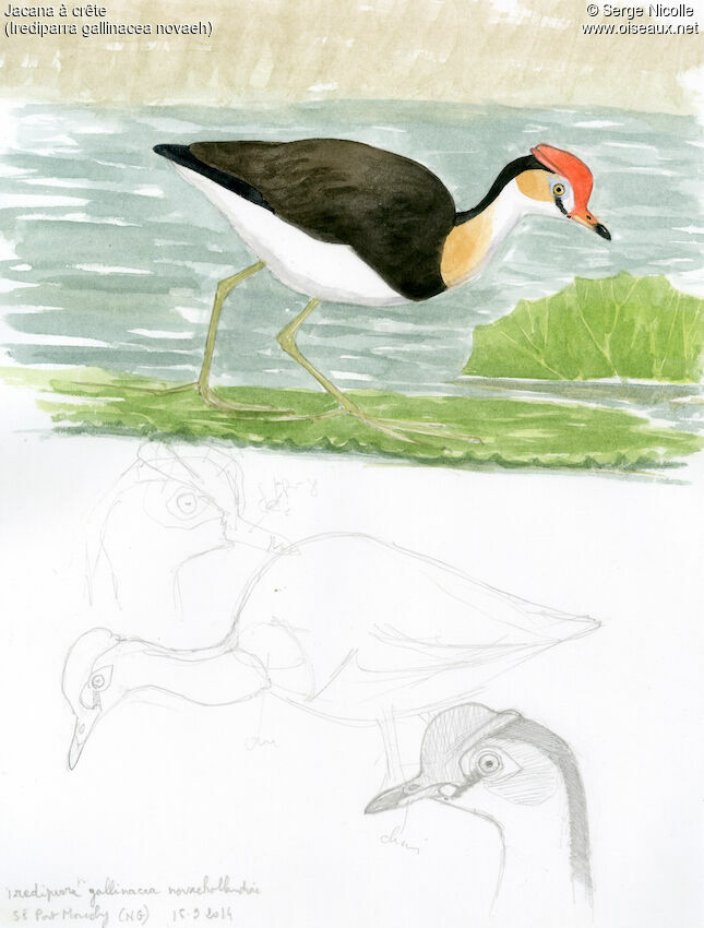 Comb-crested Jacana, identification