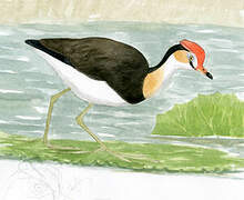 Comb-crested Jacana