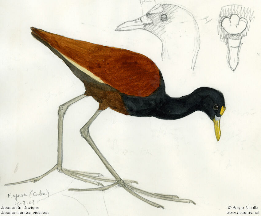 Northern Jacana, identification