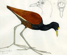 Northern Jacana