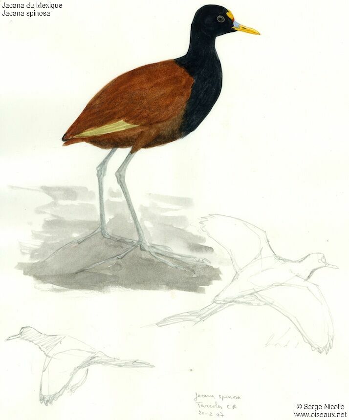 Jacana du Mexique, identification